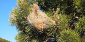 “Havadan biyolojik mücadele yapılmalı”