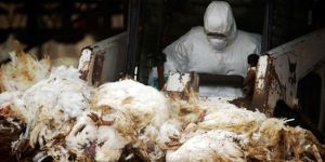 31 bin hindi, kuş gribi şüphesiyle telef edilecek