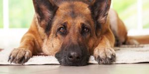 Köpek sahiplerine uyarı