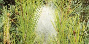 Gladyatörler doğada!