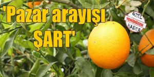 Narenciye sorunlar yumağı