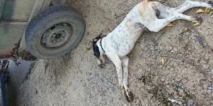 Her hafta bir avcının köpeği zehirleniyor!