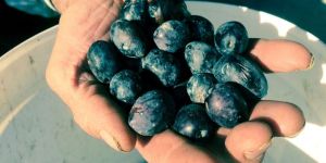  Kovalar, kasalar doldu…