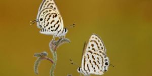  Devlet Fotoğraf Yarışması’nın sonuçları açıklandı