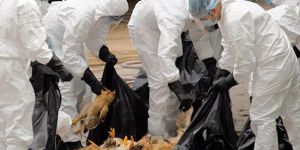 Veterinerler kuş gribi konusunda uyardı