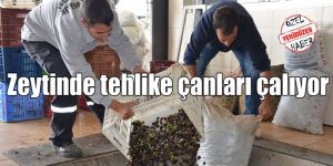 Zeytin üreticileri endişeli