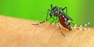 Bir yılda 584 bin kişi sıtmadan öldü