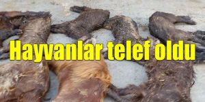  Selin bilançosu ağır oldu