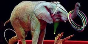 Meksikada hayvan sirki yasaklanıyor