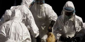 Kuş gribi salgını yayılıyor