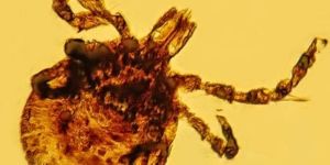 Brezilyada Süper Bakteri alarmı