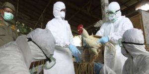 WHOdan Kuş Gribi uyarısı