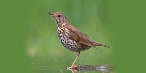 İnce Av Mevsimi 11 Ocak’ta başlıyor