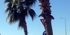 Gönyeli’de hurmalar ve palmiyeler koruma altında