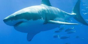 Köpek balığı saldırısı can aldı