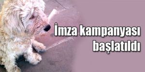 Hayvanlara kötü muamele öğrencileri üzdü