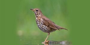 1. İnce Av 11 Ocakta başlıyor