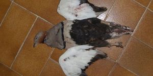 Mehmetçik’te ‘sorumsuz avcılara’ tepki