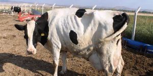 Yine LSD, bu kez Nergisli