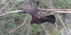 Mikşa ile YASADIŞI AV