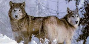 Yiyecek bulamayan kurt sürüsü şehre indi