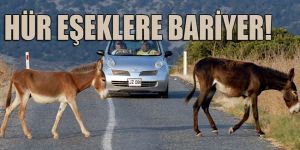 Karpazda eşekler bir bölgede toplanacak