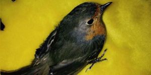 Ökseden kurtarılan Pulya