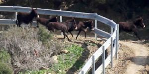 Karpaz eşeklerine bariyer