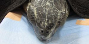 Dev yeşil kaplumbağa tedavi ediliyor