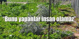 25 ağaç katledildi…