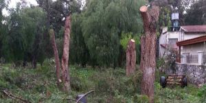 “Budama değil katletme”