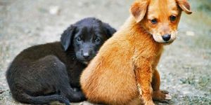 Sokak hayvanları için etkinlik düzenleniyor