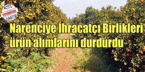 Narenciyede gözler ‘teşvik primi’nde 