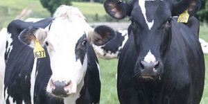 LSD aşıları ihalesiyle ilgili açıklama 