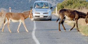 Eşek katliamına karşı eylem YARIN