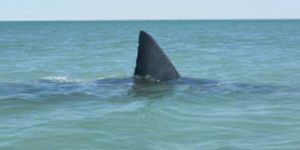 Köpek balığı saldırısında bir kişi ölü