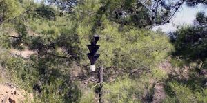 Kızılçam ormanlarındaki durum “vahim” 