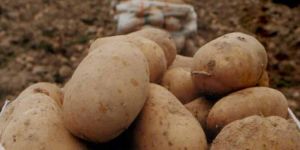 Patates başvuruları başladı