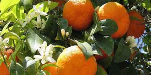 CYPFRUVEX portokal için başvuru kabul edecek