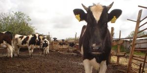 LSD’ye karşı aşılamalar başladı