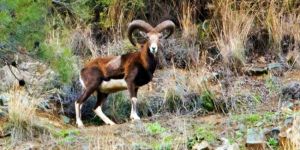 Muflon Yeşilırmaka kadar geldi