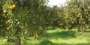 İtiraz süresi yarın doluyor