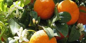 Narenciye dalında kalacak