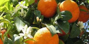 Narenciye grevi kaldırdı