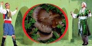 “Gavcar Mantarı 1. Eko Günü” düzenleniyor