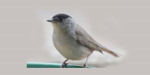 2 milyondan fazla Pulya katledildi