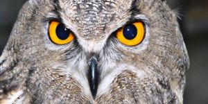 Puhu kuşu yakalandı