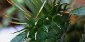 Gafgarıt Festivali 5 Nisan’da