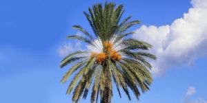 Lefkenin hurmaları tehlike altında