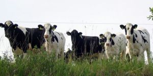 128 üreticiye 195 bin TL tazminat